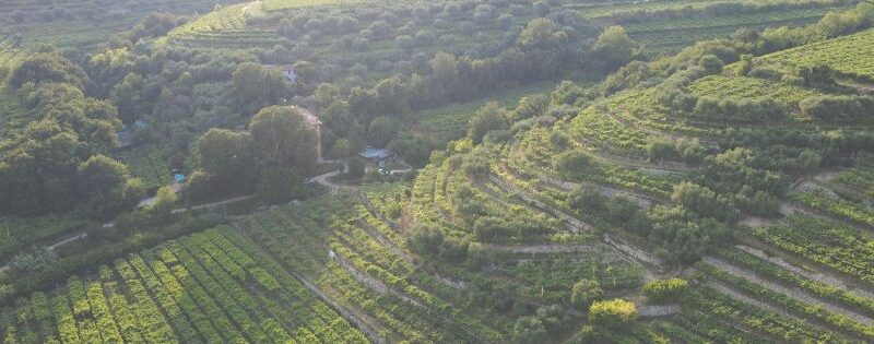 Degustare Siridia: un incontro diretto con il vino, chi lo crea e le sue idee