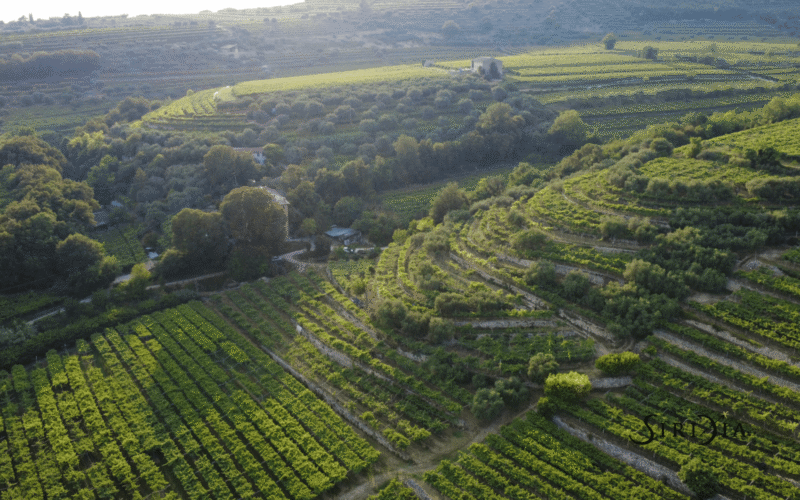 Degustare Siridia: un incontro diretto con il vino, chi lo crea e le sue idee