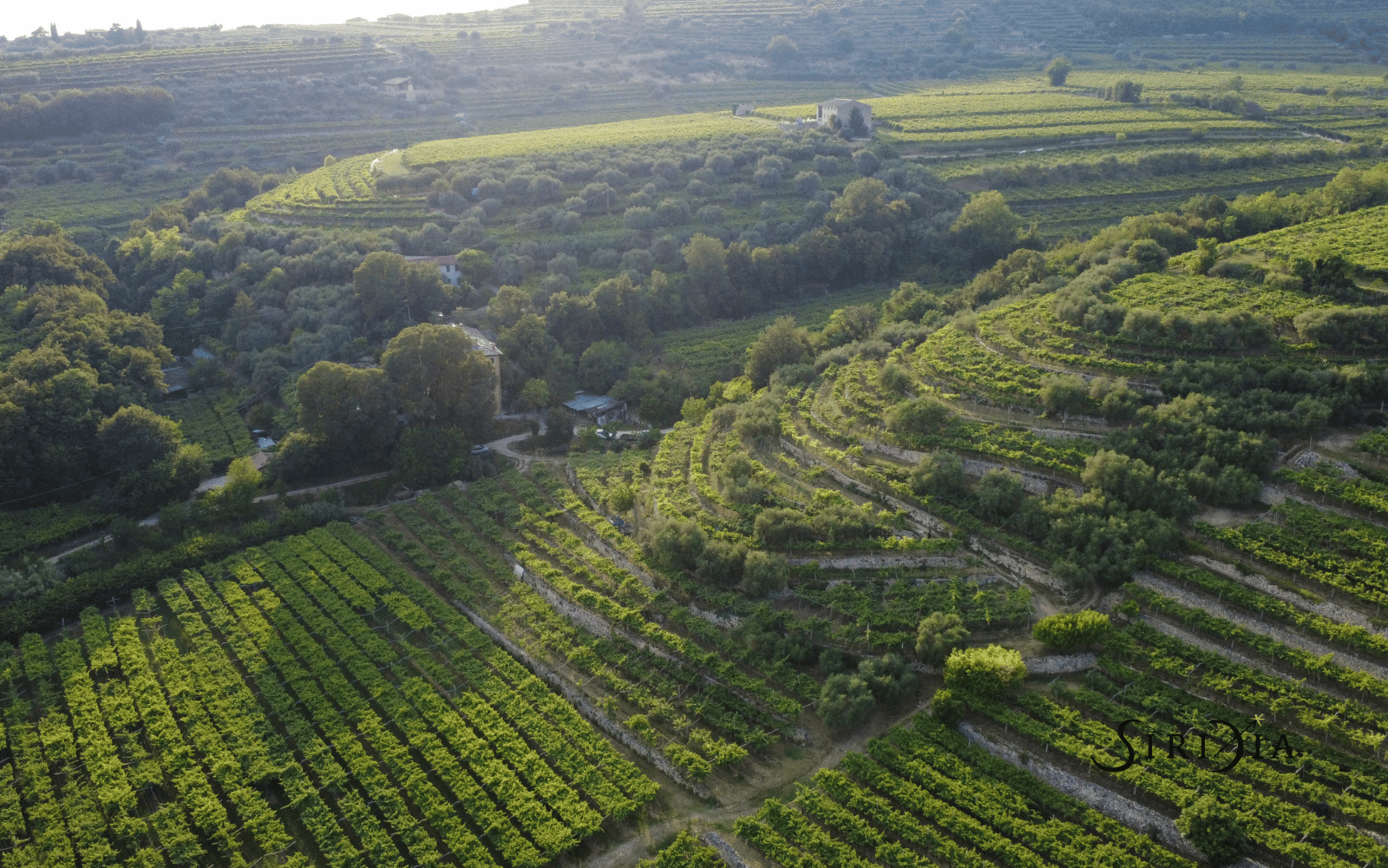 Degustare Siridia: un incontro diretto con il vino, chi lo crea e le sue idee