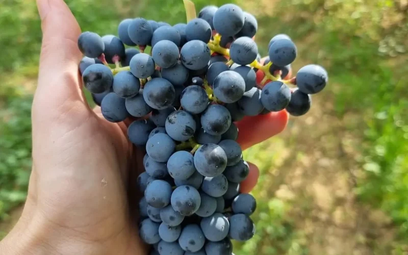 Vendemmia 2026 in Valpolicella: un’annata calda, precoce e dal carattere definito