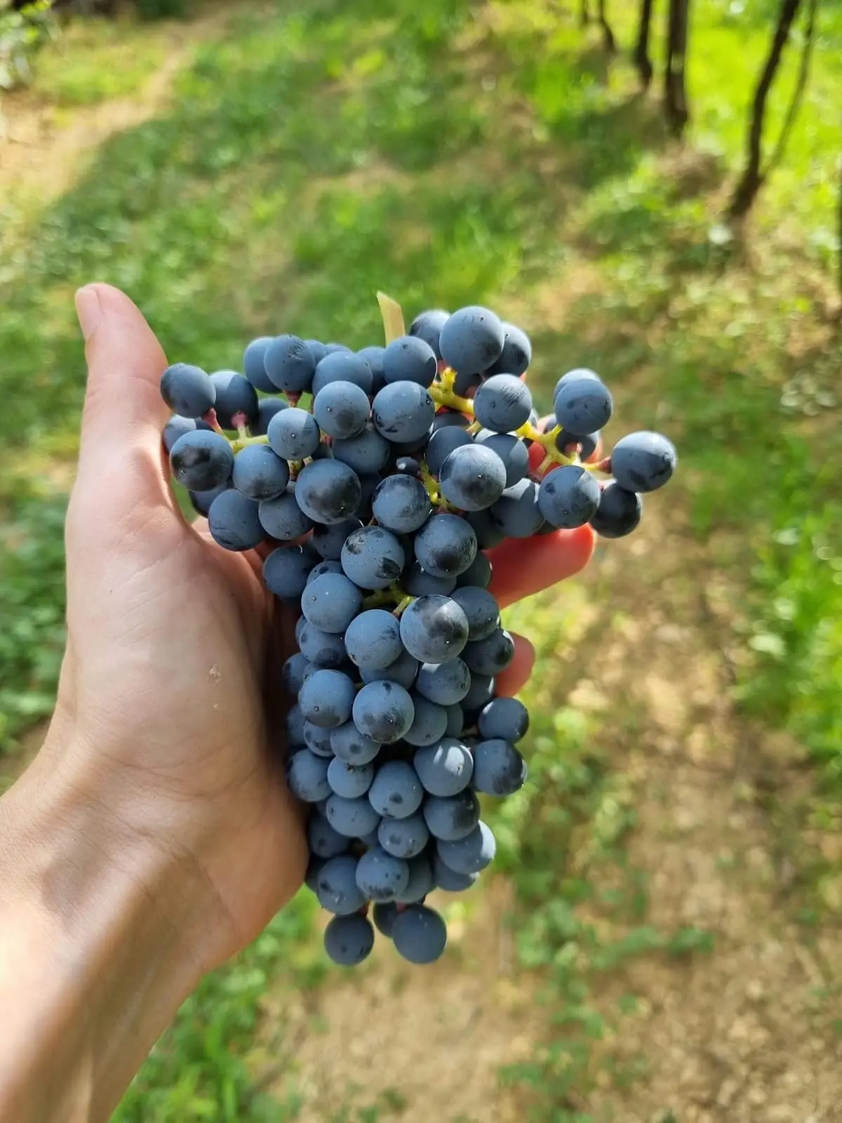Vendemmia 2026 in Valpolicella: un’annata calda, precoce e dal carattere definito